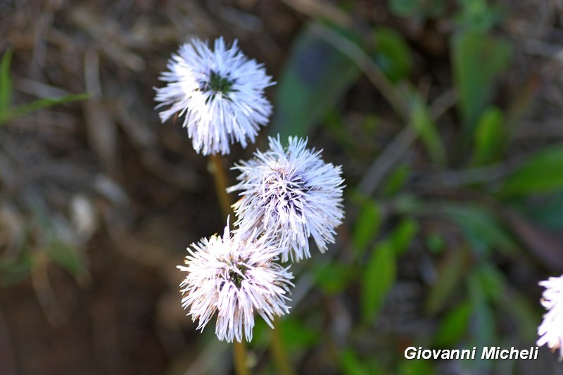 Globularia nudicaulis (Lamiales - Plantaginaceae)